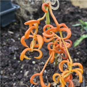 Physalis Alkekengi 'Monstrose Form'